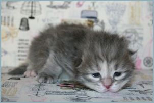 Female Siberian Kitten from Deedlebug Siberians